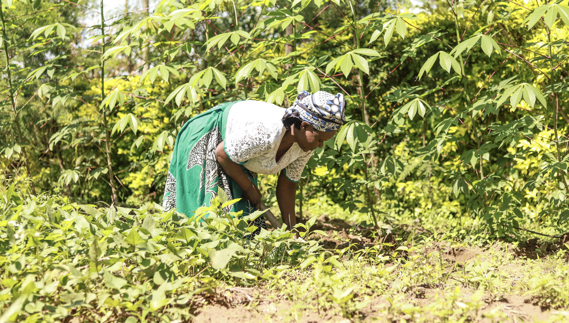 Un orto coltivato secondo i metodi agroecologici in Kenya